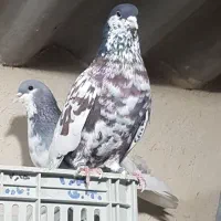 جفت شهری بی عیب