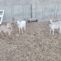 بز سانن 80.000.000تومان