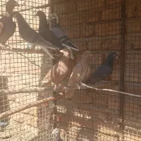 کبوتر|پرنده|مرودشت, شهرک مهدیه|دیوار