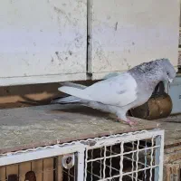 کبوتر سینه دمبی شهری|پرنده|شیراز, چوگیاه|دیوار