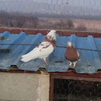 فروش یه جفت کبوتر دهاتی دهنجور