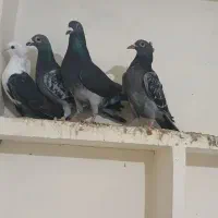 کبوتر پرشی|پرنده|جلگه شوقان, |دیوار