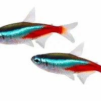 فروش ماهی ولوازم اکواریوم|ماهی|دوگنبدان, |دیوار