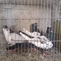 کفتر کبوتر