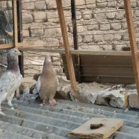 کفتر رنگی تهرانی المانی قاطی|پرنده|خاوران, |دیوار