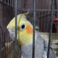 یک جفت عروس هلندی کاملا دستی و نر سخنگو با ۳ تخم