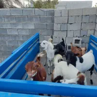 کهر|حیوانات مزرعه|میناب, |دیوار