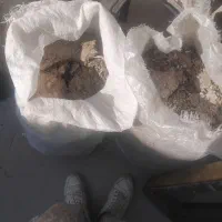 زیل کبوتر