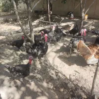 بوقلمون برنز|حیوانات مزرعه|کرج, شهرک بنفشه|دیوار