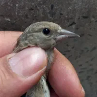 سهره کال|پرنده|کرج, برغان|دیوار