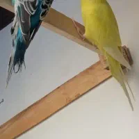 مرغ عشق|پرنده|حاجی آباد, |دیوار