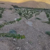 خانه-باغ-ویلایی