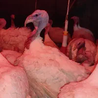 بوقلمون بیوتی 10کیلیویی