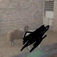 1عدد بره ماده پشم کهنه داشتی سبز