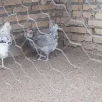 مرغ وخروس گلین ریشو