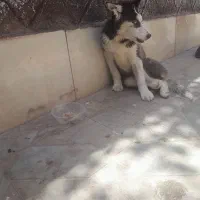 هاسکی نر معاوضه با بره یا طوطی|سگ|تربت جام, نظامی|دیوار
