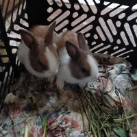 خرگوش ناز و شیطون|موش و خرگوش|دزفول, |دیوار