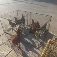 مرغ محلی مرغ کر(وار )خروس|حیوانات مزرعه|سرپل ذهاب, |دیوار