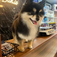 کوتاهی مو اصلاح حیوانات خانگی سگ گربه