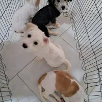 فروش سگ شیتزو تریر|سگ|بابلسر, |دیوار