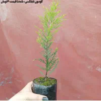 فروش پالم و لاوسون و کامیس زبر