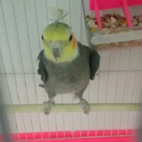 عروس هلندی سخن گو معاوضه با مرغ محلی