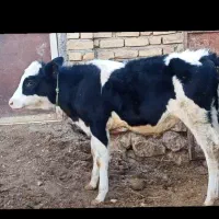 گوساله سیمینتال ماده