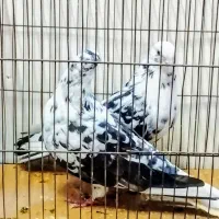 کبوتر پرشی گردن کلفت سر کله دار سو دار|پرنده|قائم‌شهر, |دیوار