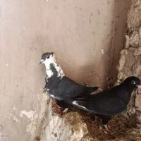 کبوتر|پرنده|نیشابور, قلعه نو|دیوار