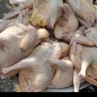 غاز.اردک.بوقلمون.مرغ.خروس|حیوانات مزرعه|رشت, پاستوریزه|دیوار