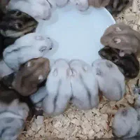 همستر کمپل خوکچه