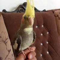 عروس هلندی دستی.