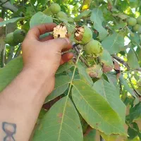 لعل مسگه|خوردنی و آشامیدنی|بجنورد, |دیوار