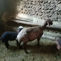گوسفند بره