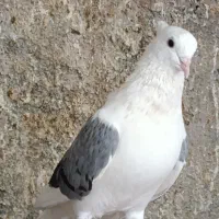 کبوتر خوش خال|پرنده|تهران, گرگان|دیوار