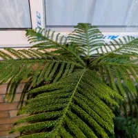 کاج مطبق یک و نیم متر