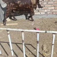 بز مری ابستن پلنگی جوان