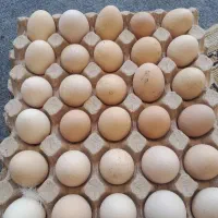 تخم مرغ نطفه دار