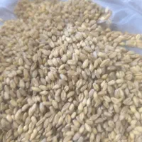 کبوتر|لوازم جانبی حیوانات|نجفآباد, یزدانشهر|دیوار