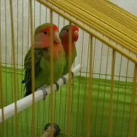 طوطی برزیلی