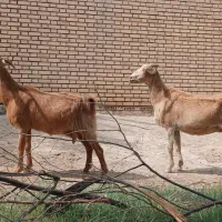 بز  خوش خراک باردار