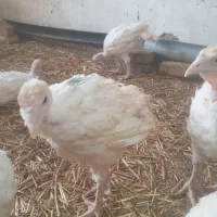 بوقلمون بیوتی