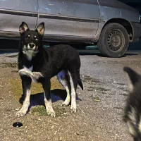 سگ هاسکی|سگ|کوراییم, |دیوار