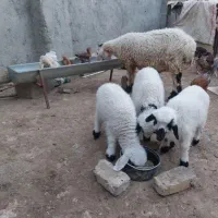 میش سه قلوزا با سه‌تا بره