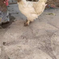 مرغ سلطان و یک خروس جوان