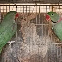 جفت شاه طوطی مولد