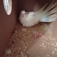 عروس هلندی البینو مولد|پرنده|کلاله, |دیوار