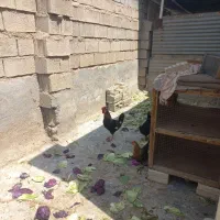 خروس چهل تاج|حیوانات مزرعه|اهواز, کمپلو شمالی|دیوار