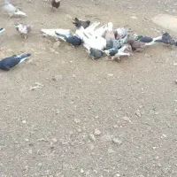 کفتر|پرنده|سلفچگان, |دیوار