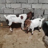 قیمت ۲۷ میلیون